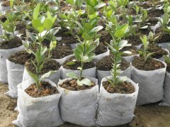 宏祥美植袋生产苗木已是目前先进之趋势